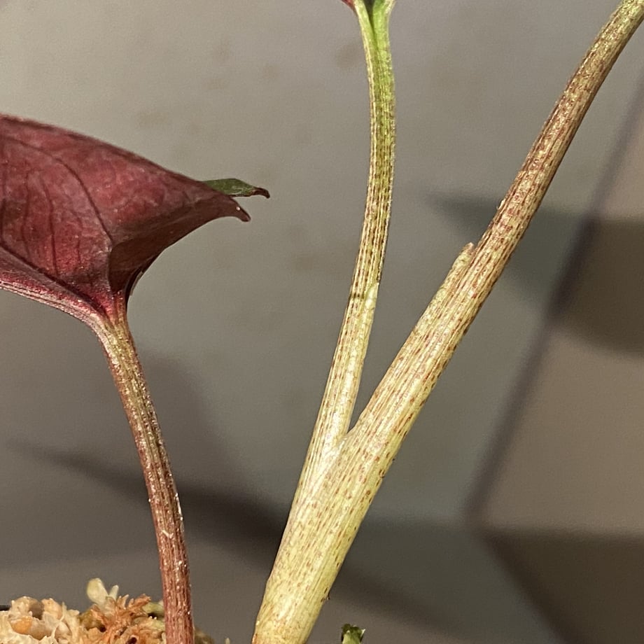 645b7d8713edcc002e020888