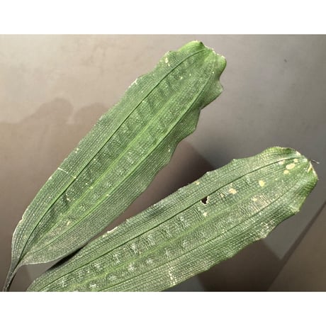 Mapania cuspidata from Bengkayang West Kalimantan ②