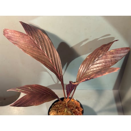 Pinanga veitchii from Sanggau West Kalimantan ②