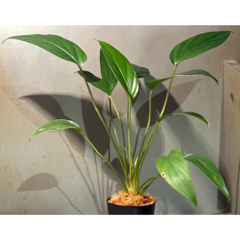 Homalomena limnogena from Pulau Belitung [カミハタ