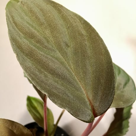 Homalomena sp. from Pulau sumatera