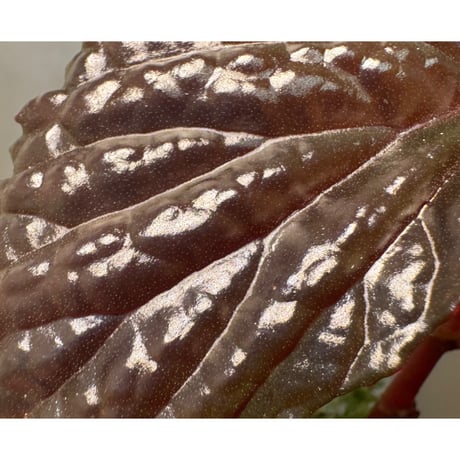 Begonia sp. from North Sumatera