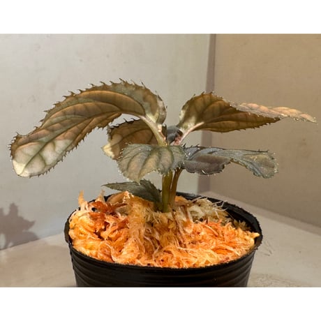 Ardisia sp. from Vietnam