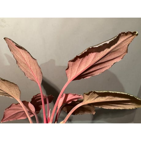 Homalomena  sp. "Opal Purple" from Kepulauan Riau ①