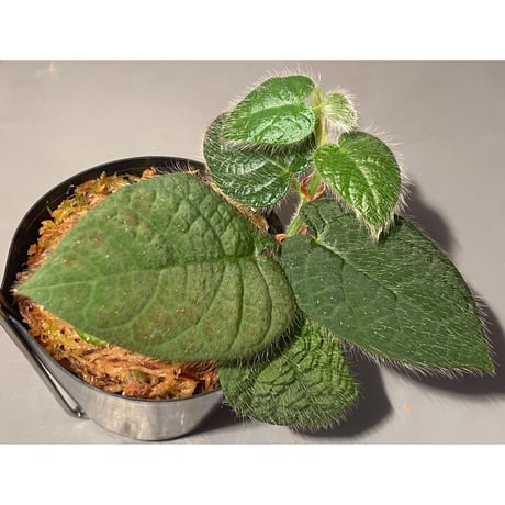 Ficus sp. from Selangor