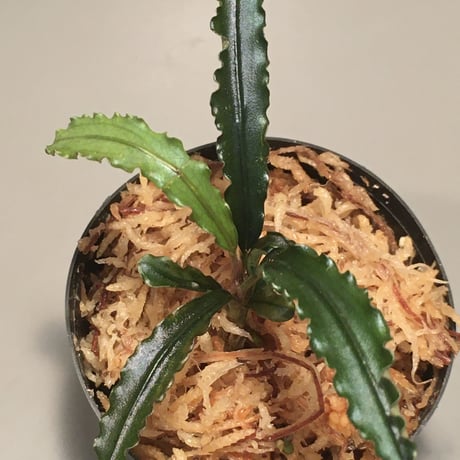 Bucephalandra sp. "MEDUSA"