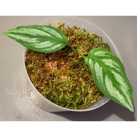 Homalomena sp. from Riau sumatera [LA1119-02]