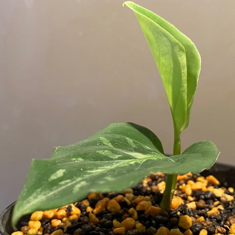 Aglaonema pictum 白モザイク CW1302 西スマトラ [TB]