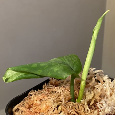 Aglaonema pictum tricolor from Aceh sumatera [LA0216-03 i]