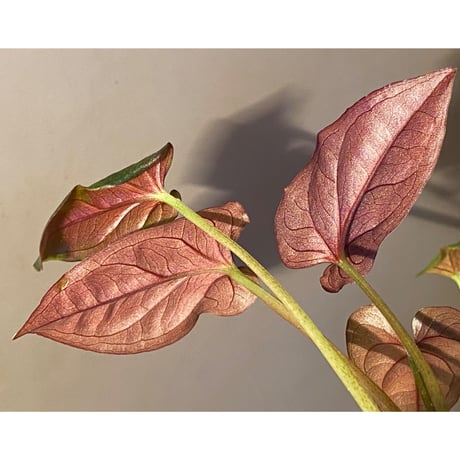 Syngonium sp. from Choco Colombia [tanakay]