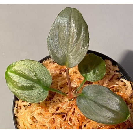 (本タグ付き) Homalomena sp. "Silver Bullet" from P.Lingga [AZ0917-1]
