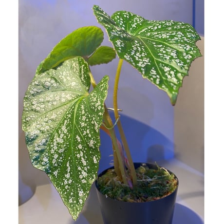 (大株) Begonia sp. from Na Hang [YH1118] TK
