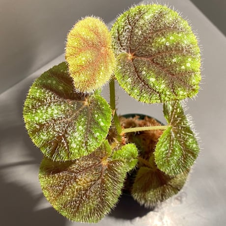 Begonia conipila from  Borneo