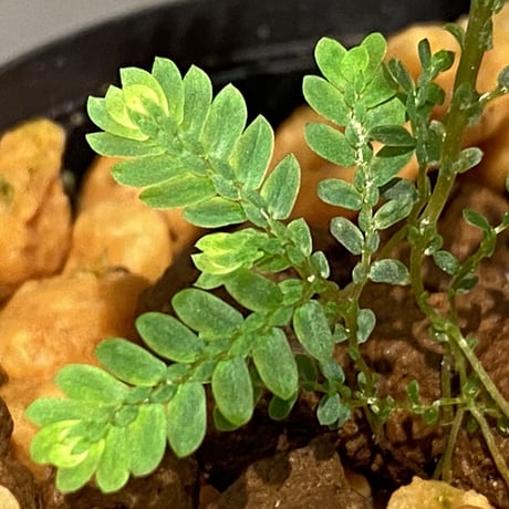 Selaginella wallichii 伊藤蟻植物農園