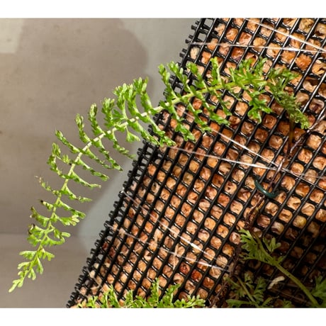 Lindsaea repens from Landak West Kalimantan