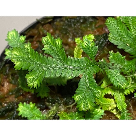 Selaginella biformis [STRINGE PLANTS]