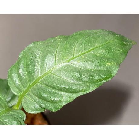 Ophiorrhiza sp. from Aceh Barat [HW0220-10]