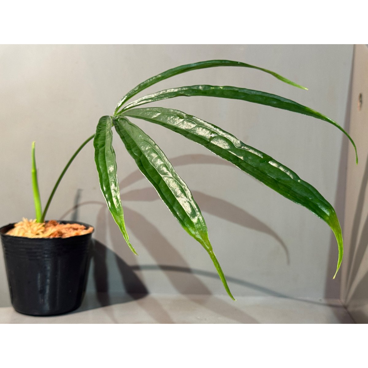 183 eminens エミネンス アンスリウム Anthurium