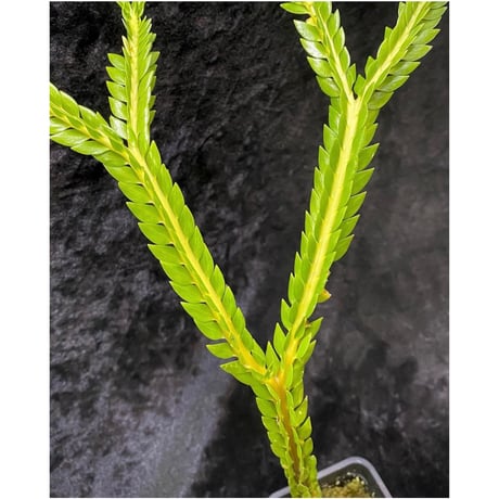 Phlegmariurus phlegmarioides Aimas, Sorong, West Papua 伊藤蟻植物農園