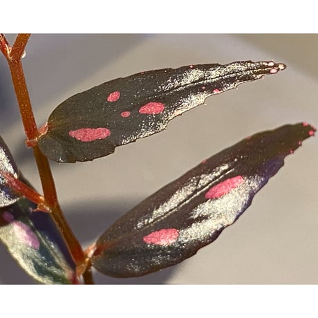 Begonia sp. from Julau [R1214-01b]