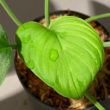 Homalomena sp. "Aceh selatan" Aceh Sumatra [TB]