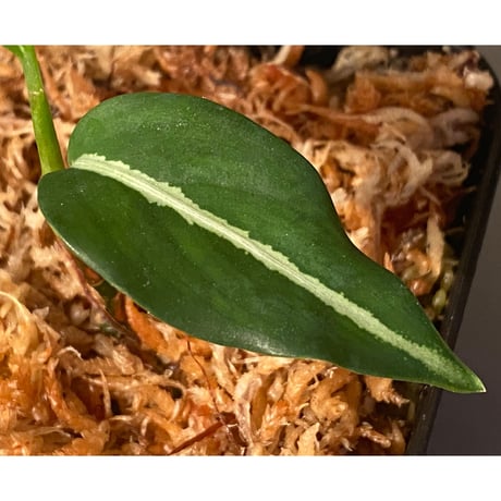 Aglaonema vittatum “Pinwheel" from Pulau Lingga [STY]