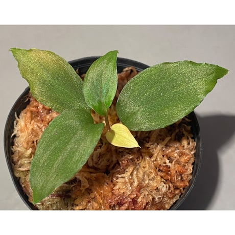 Homalomena humilis from Cameron Highlands [TK150815]