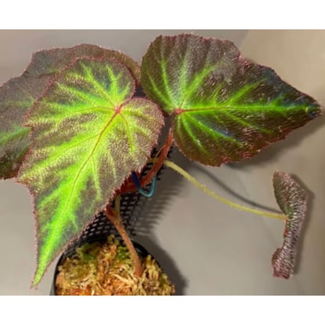 Begonia sp. from Sumatera Utara [HW0816-01]