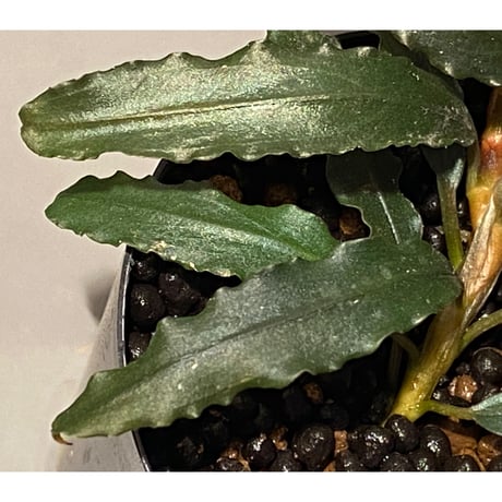Bucephalandra sp. "Black Sword Kadri"