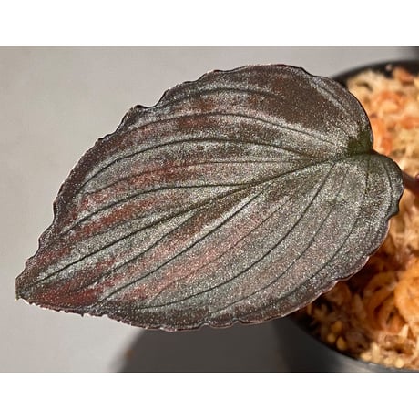 Homalomena sp. "Imperial Japanese Navy" from Resum P.Lingga [AZ0517-11]