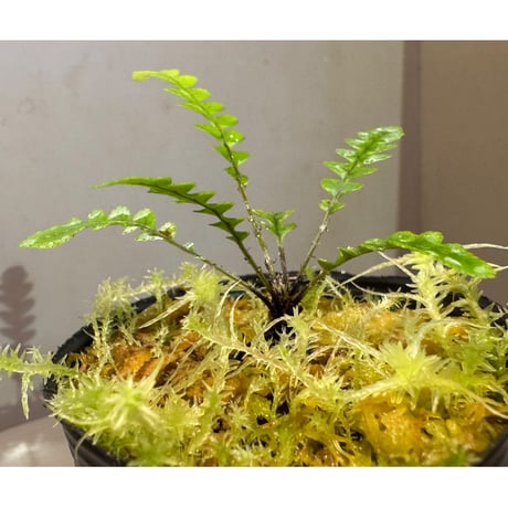Blechnum obtusatum var. obtusatum from New Caledonia (固有種)