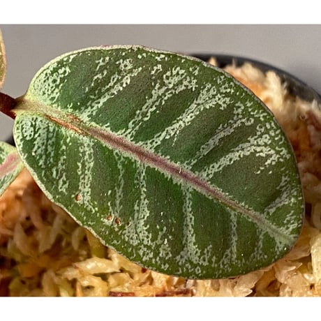 Labisia sp. from Riau