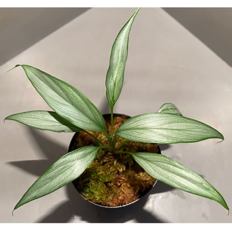 Homalomena sp. White leaf from "Pendang" Kal tengah [TB]