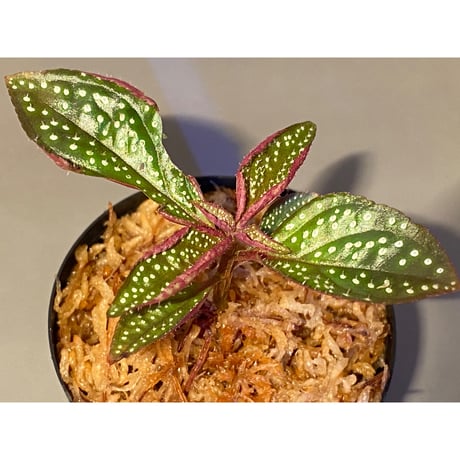 Sonerila sp. wf1 from Phang Nga Thailand [KZT]