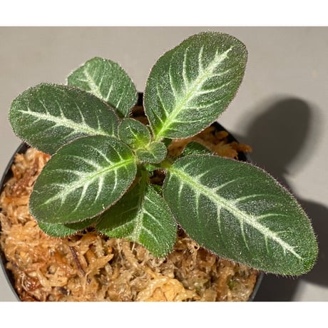 Codonoboea cf. pumilla from Riau sumatera [LA1119-02]