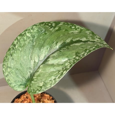 スキンダプサス | STORES