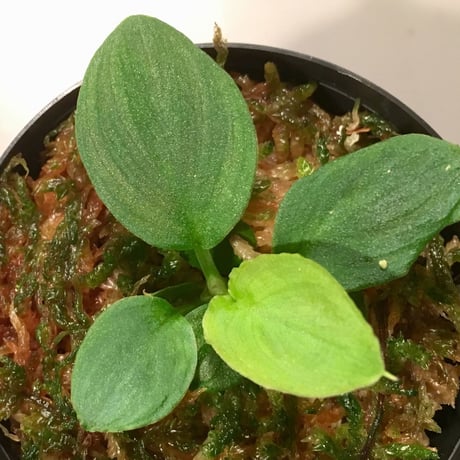 Homalomena sp. from Diamond dust from Malay Peninsula [KN]