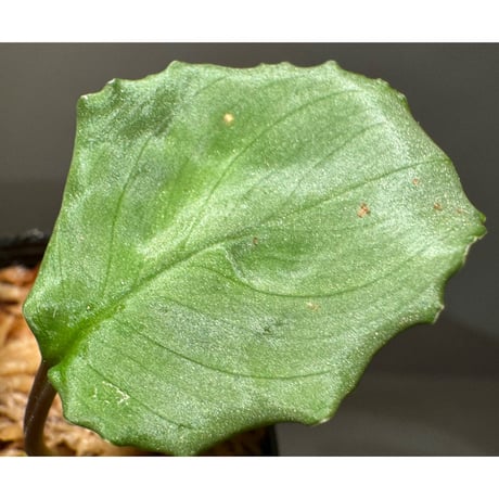 Homalomena sp. from Pulau Lingga