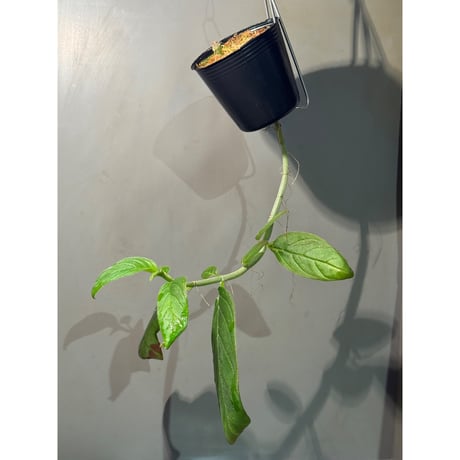 Columnea spathulata [STRINGE PLANTS]