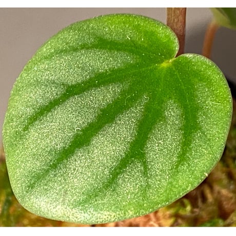Peperomia sp. from Colombia [tanakay]