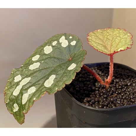 Begonia sp. from Tuyen Quang [YH1117] TK