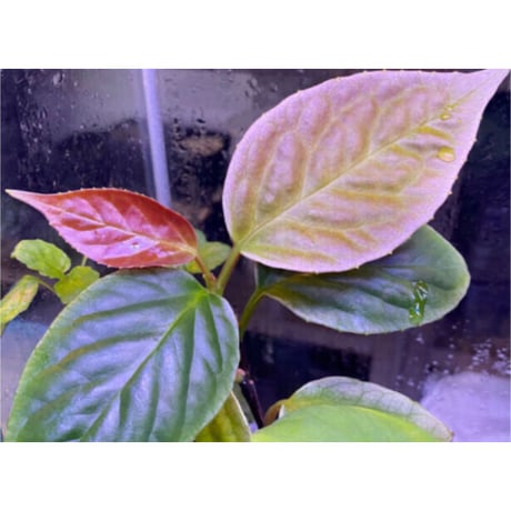 Unknown from "Lebong" Bengkulu [TB]
