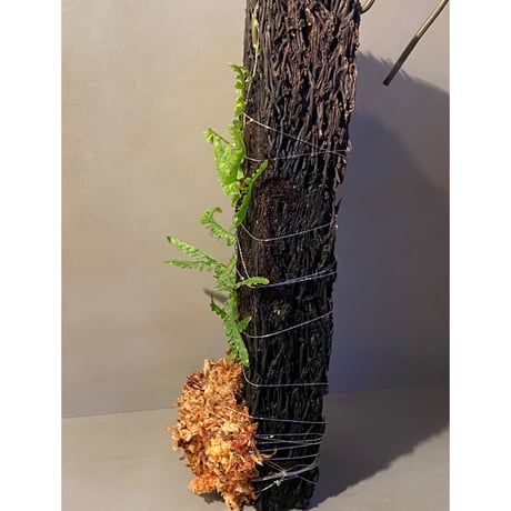 (大株) Teratophyllum aculeatum from Nanga pinoh [TB]