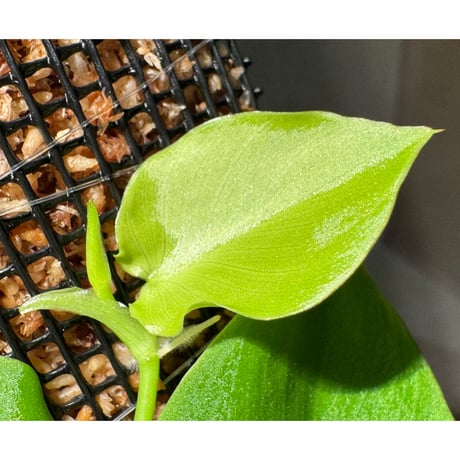 Philodendron sp. from Iquitos Peru [tanakay]