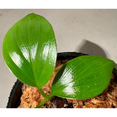 Homalomena sp. "Green widow" BNN from Sibolga timur [AZ0823-11]