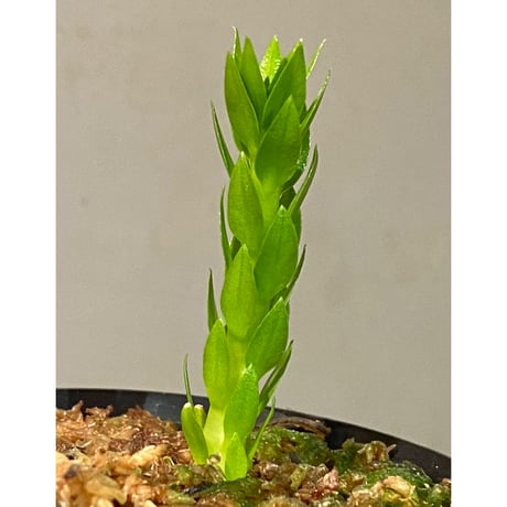 Phlegmariurus phlegmarioides Aimas, Sorong, West Papua  伊藤蟻植物農園
