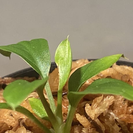 Homalomena sp. "Nanga pinoh" セミビロード Melawi Kal barat [TB]