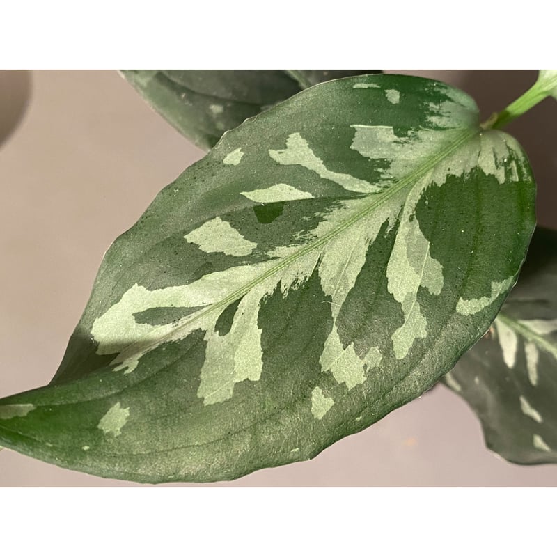 Aglaonema pictum 