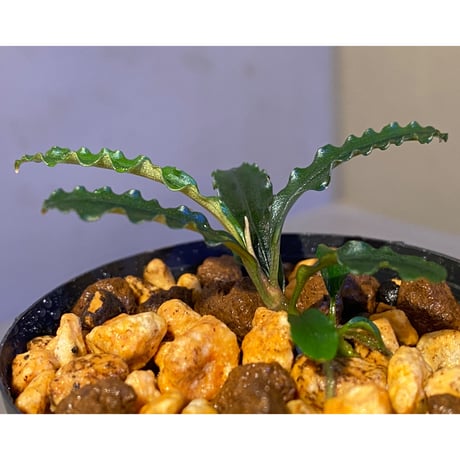 Bucephalandra sp. "MEDUSA" ①