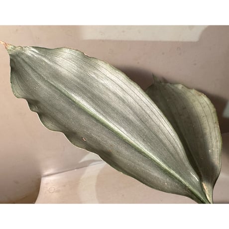 Dracaena sp. from Landak West Kalimantan